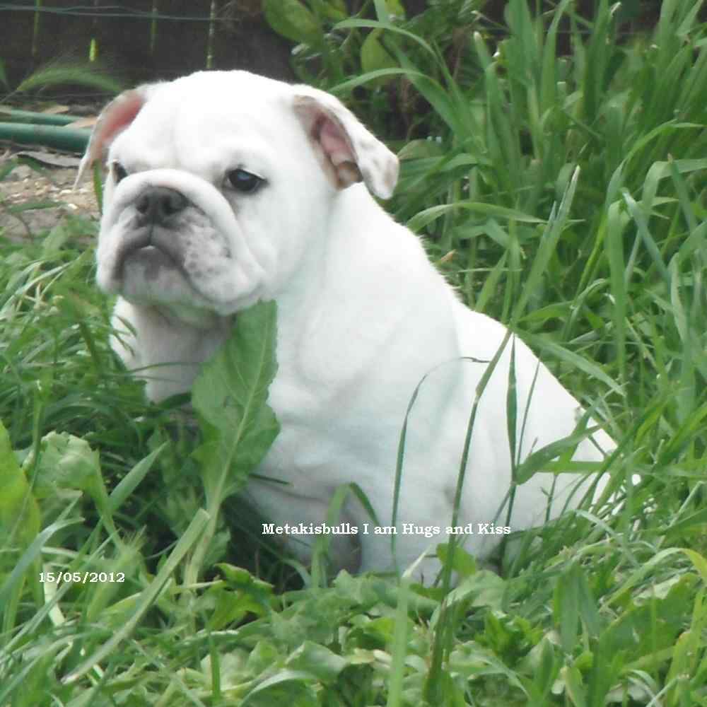 chiots bulldogs anglais