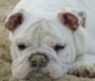 Diamond From Bulls Happiness