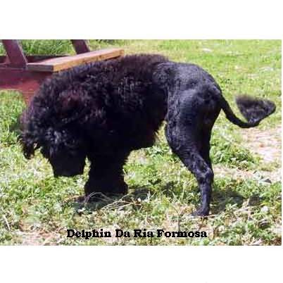 Portuguese water dog : Delphin Da Ria Formosa