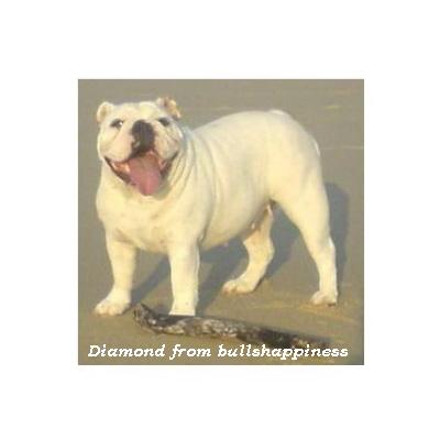 bulldog ou bouledogue anglais : Diamond From Bullshappiness