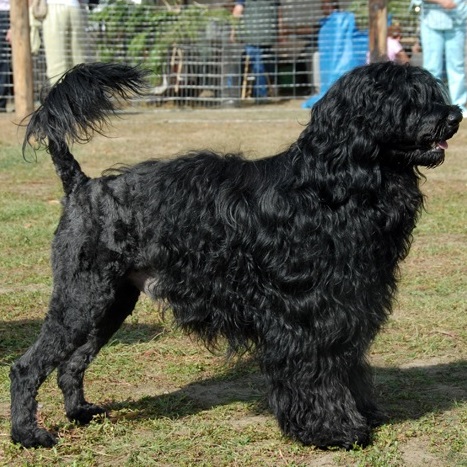 chien d’eau portugais : CH Mountainhead's Dockside Wizkid