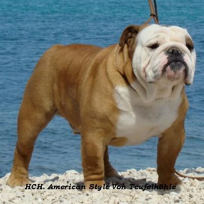 English bulldog : CH American Style Von Teufelhohle