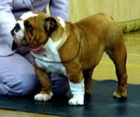 English bulldog, CH Iceglint I'm Edward