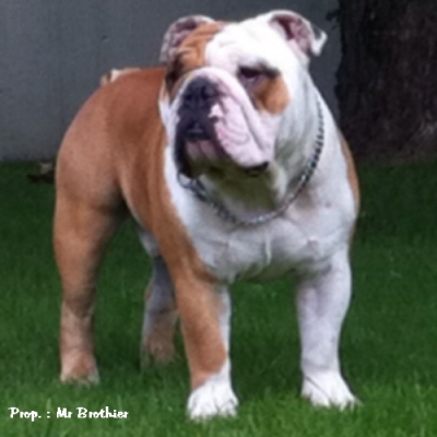 English bulldog : Metakisbulls I am Elfish