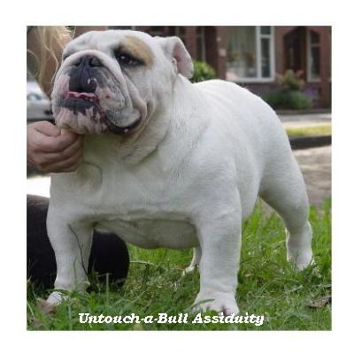 bulldog anglais : Untouch-a-Bull Assiduity