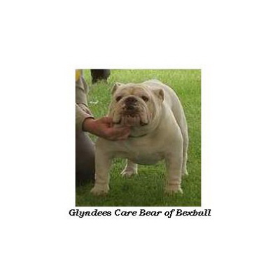 English bulldog : Glyndee&rsquo;s Care Bear of Bexbull