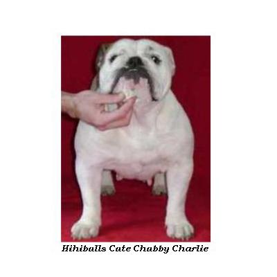 English bulldog : Hihibull’s Cute Chubby Charlie