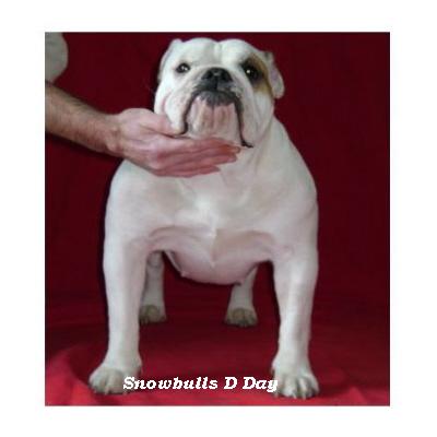 English bulldog : Snowbulls&rsquo; D Day