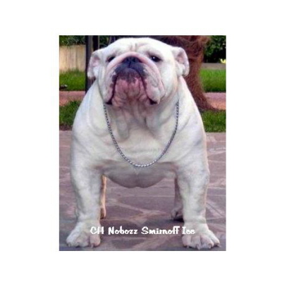 Bulldog On Ice