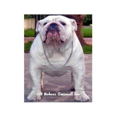 English bulldog : CH Nobozz Smirnoff Ice