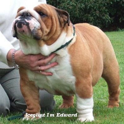 English bulldog : Iceglint I&rsquo;m Edward