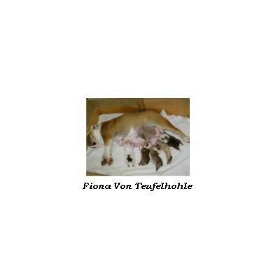bulldog ou bouledogue anglais : Fiona Von Teufelhöhle