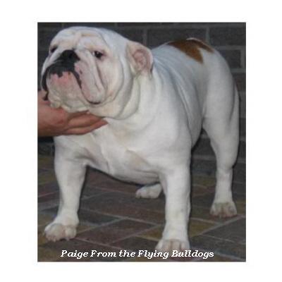 English bulldog : Paige V.D. Flying Bulldog