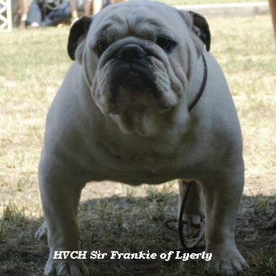English bulldog : HVCH Sir Frankie of Lyerly