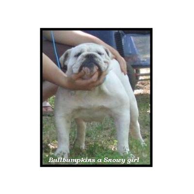 english bulldog anglais Bullbumpkin&rsquo;s A snowy girl