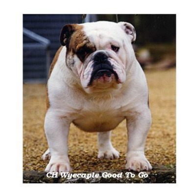 English bulldog : CH Wyecaple Good to Go