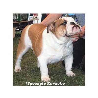 English bulldog : CH Wyecaple Karaoke