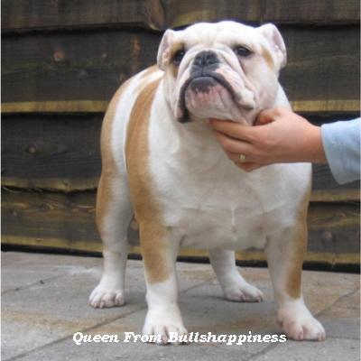 English bulldog : Queen from Bulls Happiness