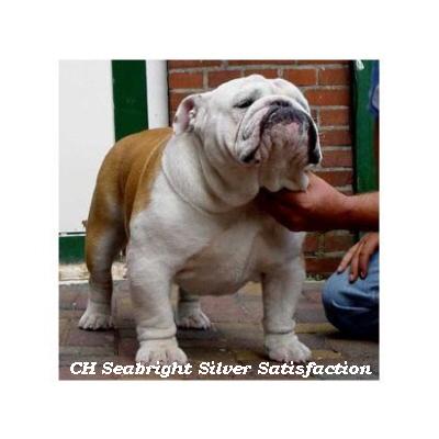 bulldog Anglais : CH Seabright Silver Satisfaction