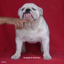 male - English - bulldog