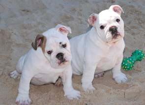  Diamond From Bullshappiness and Hihibull's Cute Chubby Charlie : Two babies bulldogs
