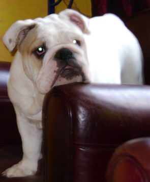 English bulldog in show