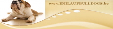 enilaupbulldogs, English bulldog breeder Belgium ou Belgique