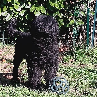 Portuguese water dog : iniacio