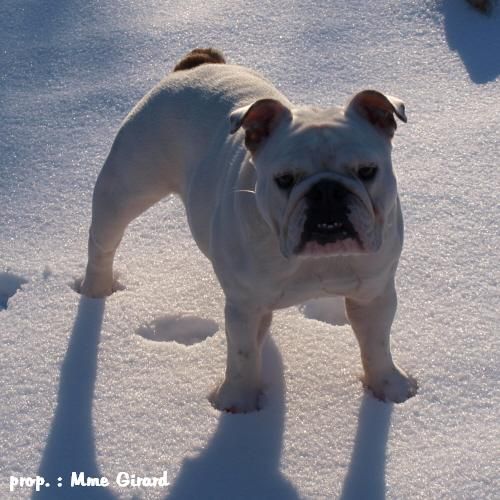 female english bulldog