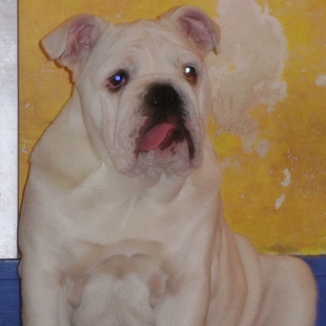 english bulldog who past away !