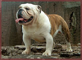 English bulldog, CH Wyecaple Good to Go