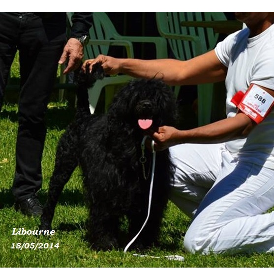 Portuguese water dog : gwendoline da luz do mar