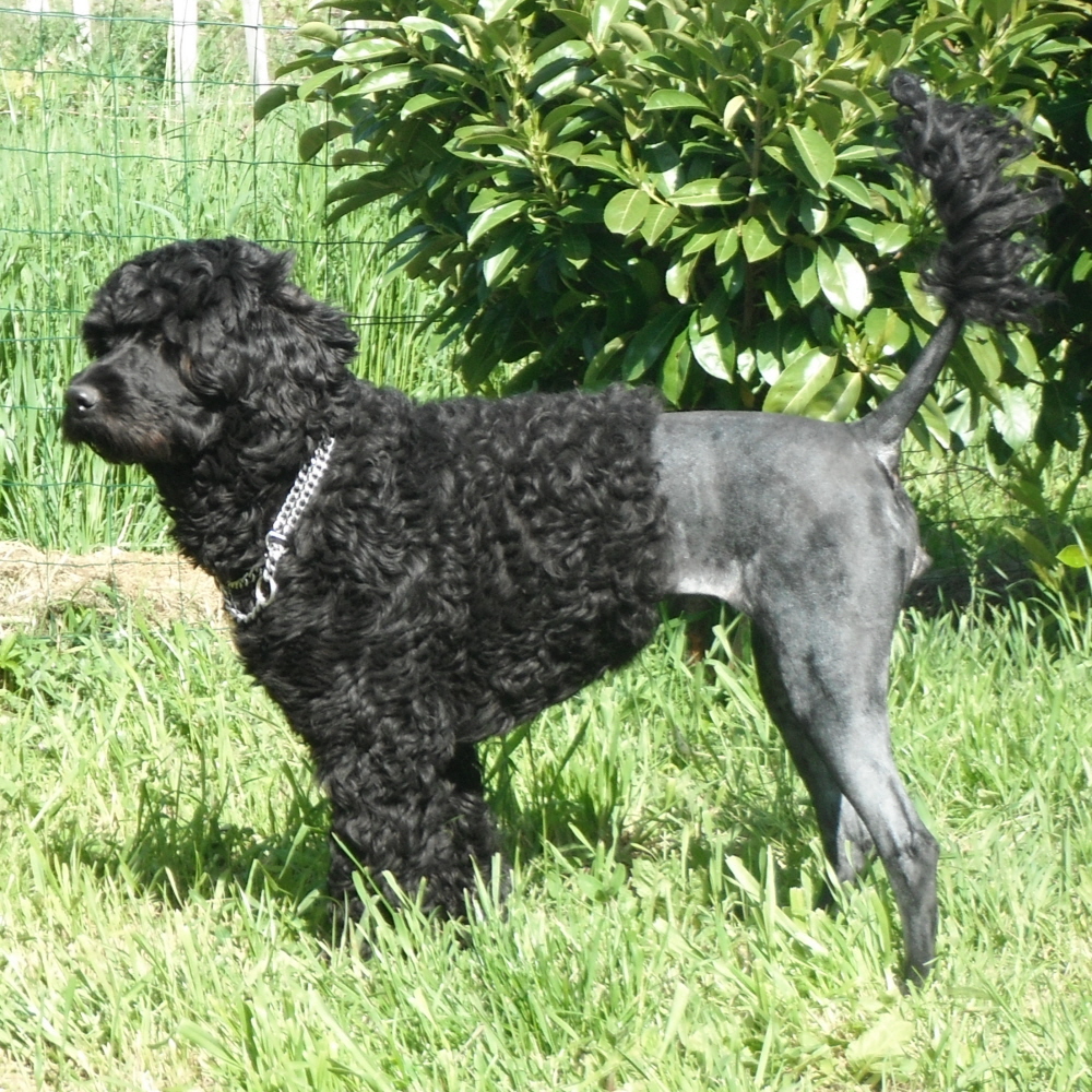 chien d’eau portugais : Gwendoline Da Luz Do Mar