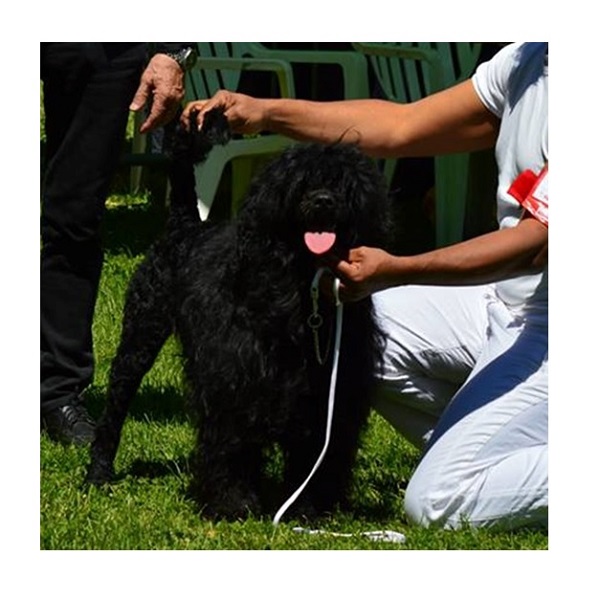 chien d’eau portugais : gwendoline da luz do mar