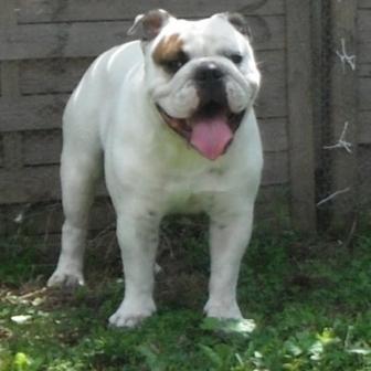 bulldog anglais - Metakisbulls I am Hermes