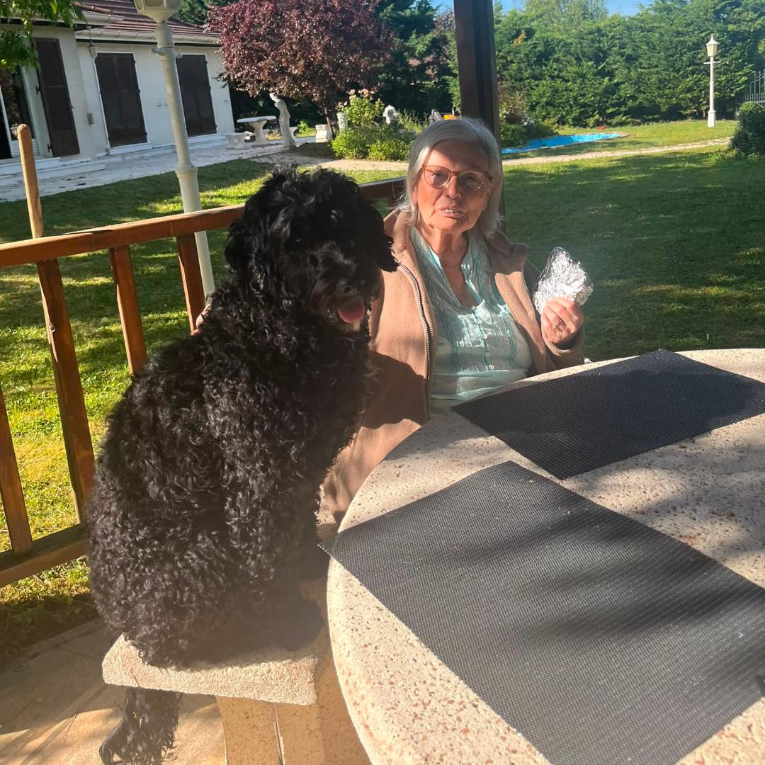 Portuguese water dog puppy