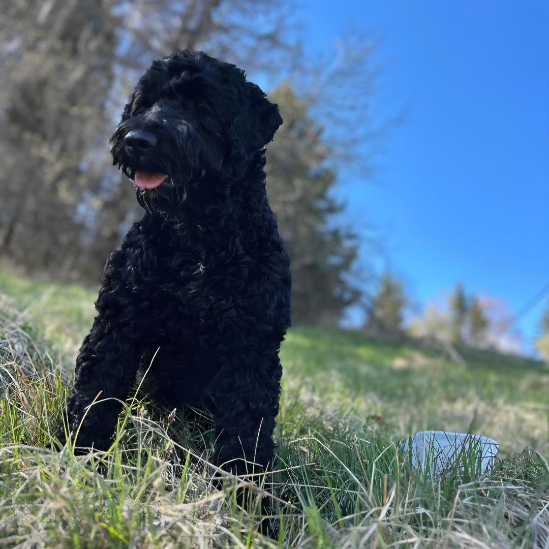 Portuguese water dog puppy