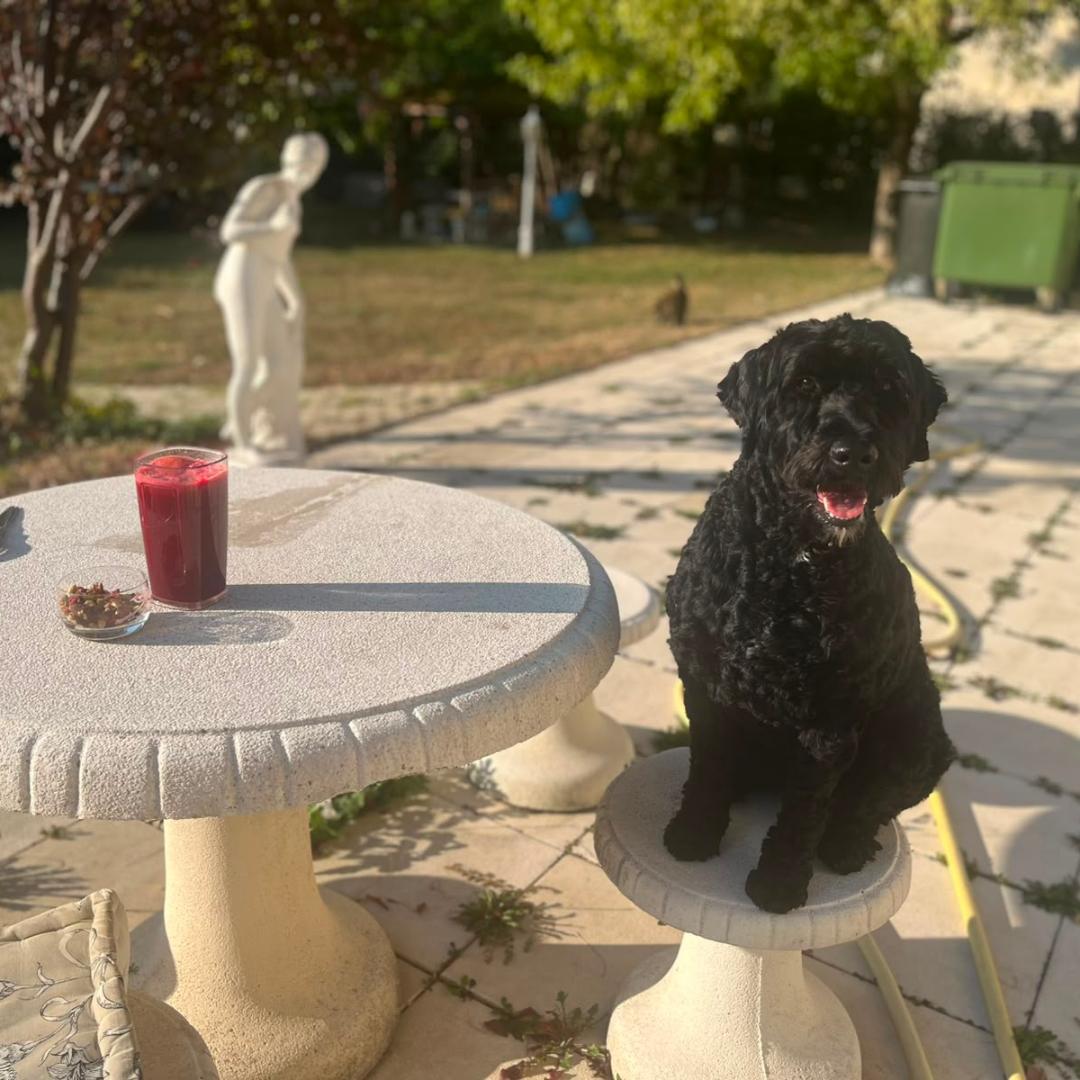 Portuguese water dog puppy