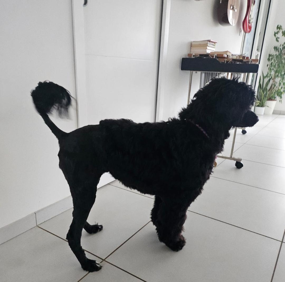 Portuguese water dog puppy