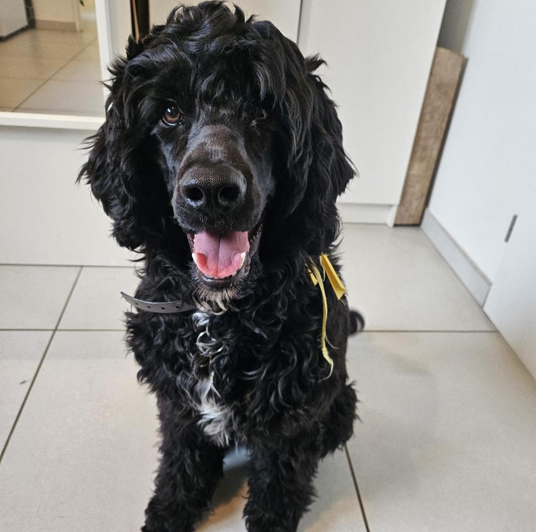 Portuguese water dog puppy