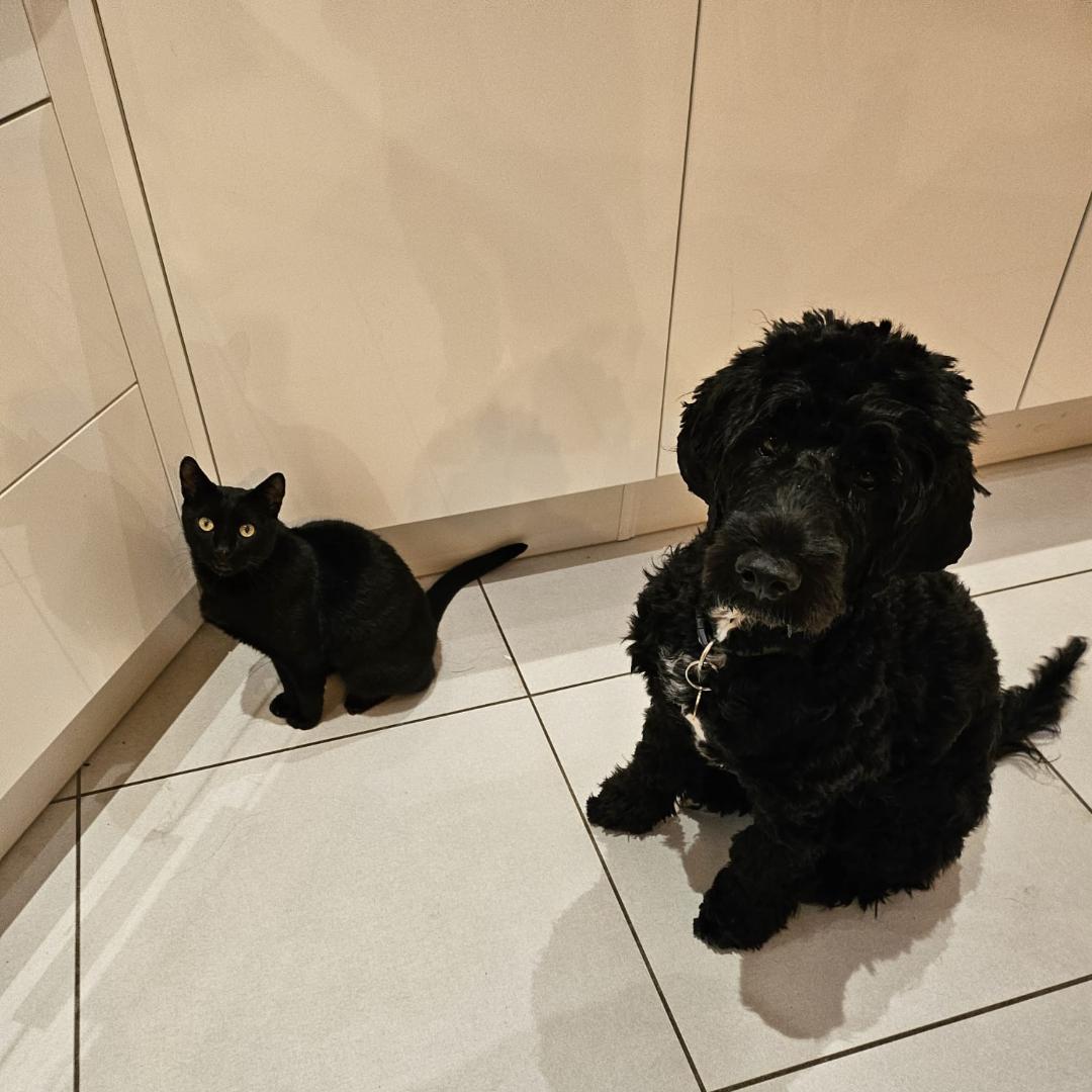 Portuguese water dog puppy
