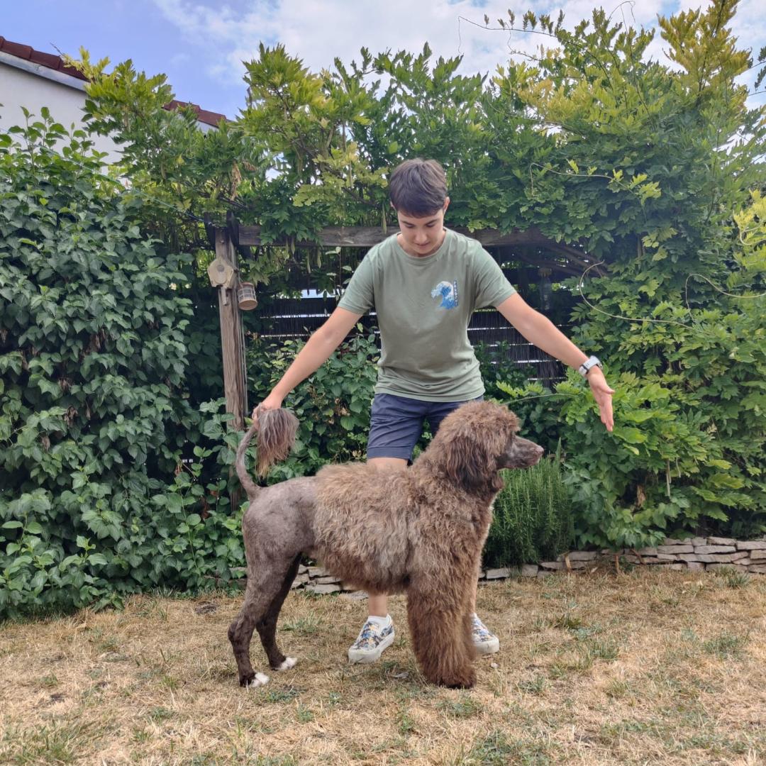 Portuguese water dog puppy