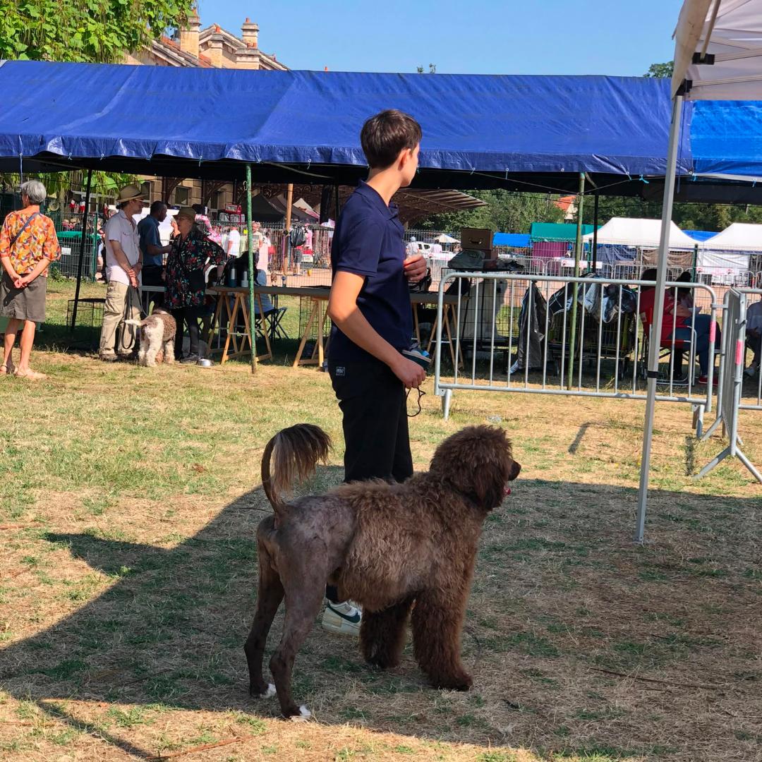 Portuguese water dog puppy