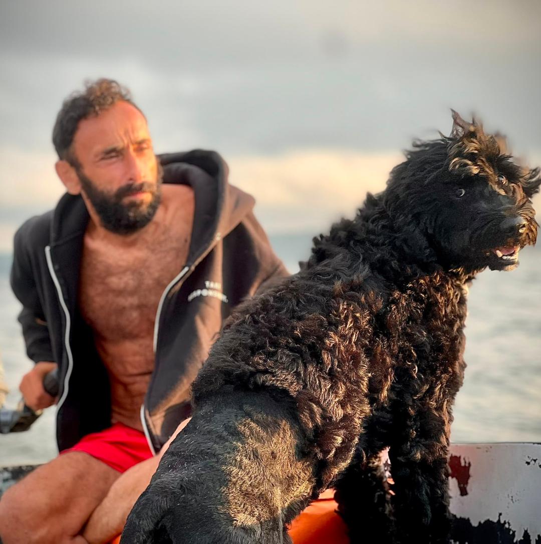 Portuguese water dog puppy