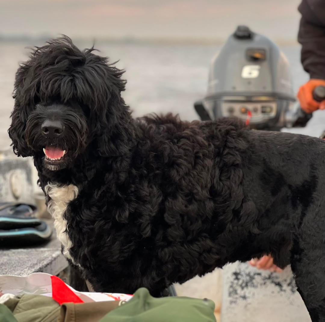 Portuguese water dog puppy