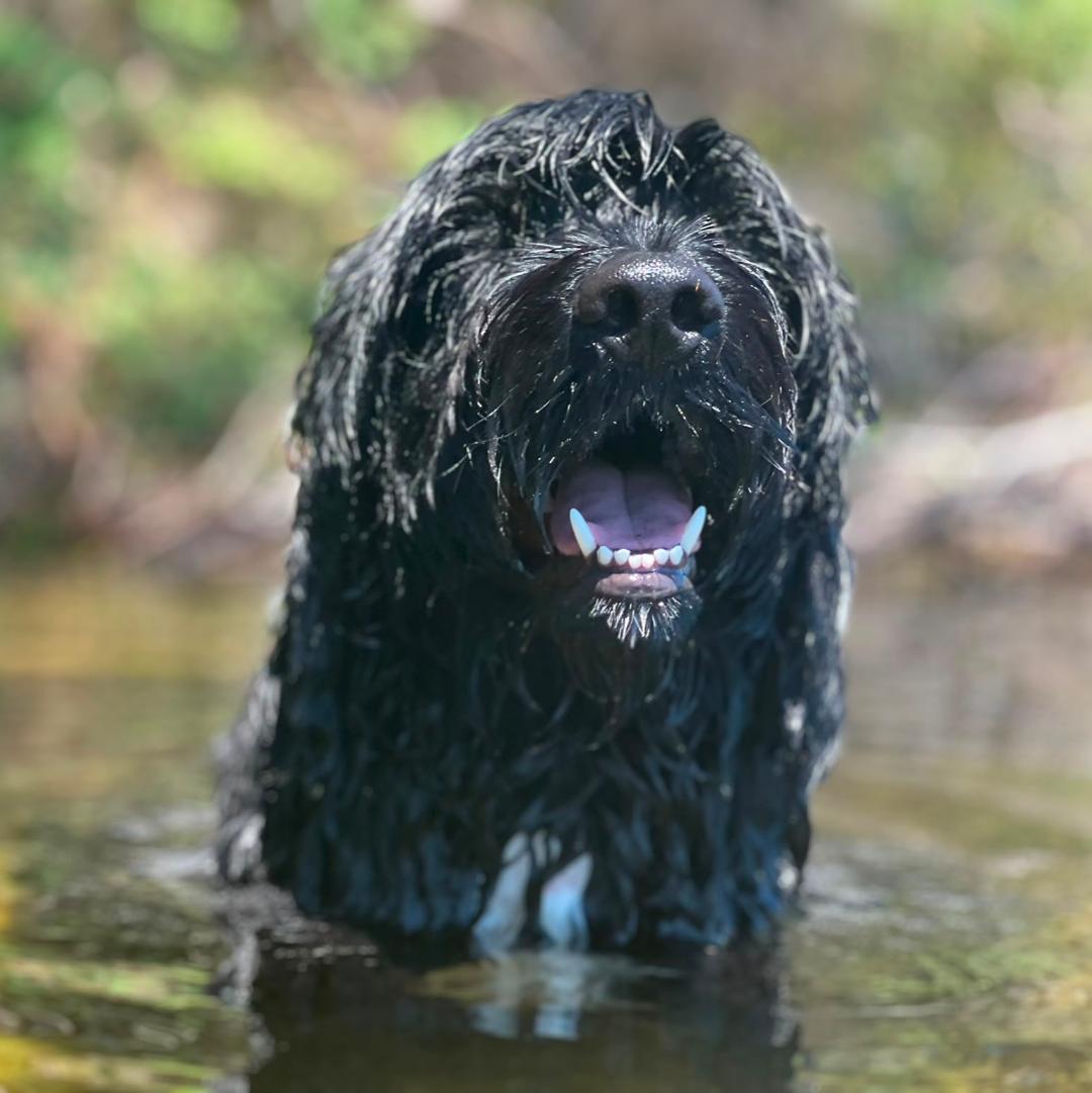 Portuguese water dog puppy