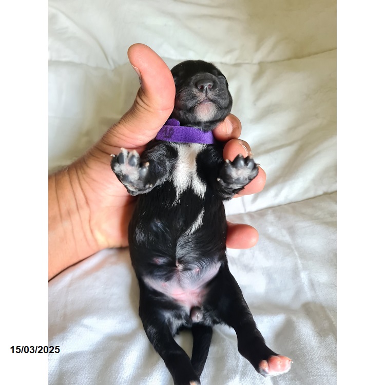 Portuguese water dog puppy