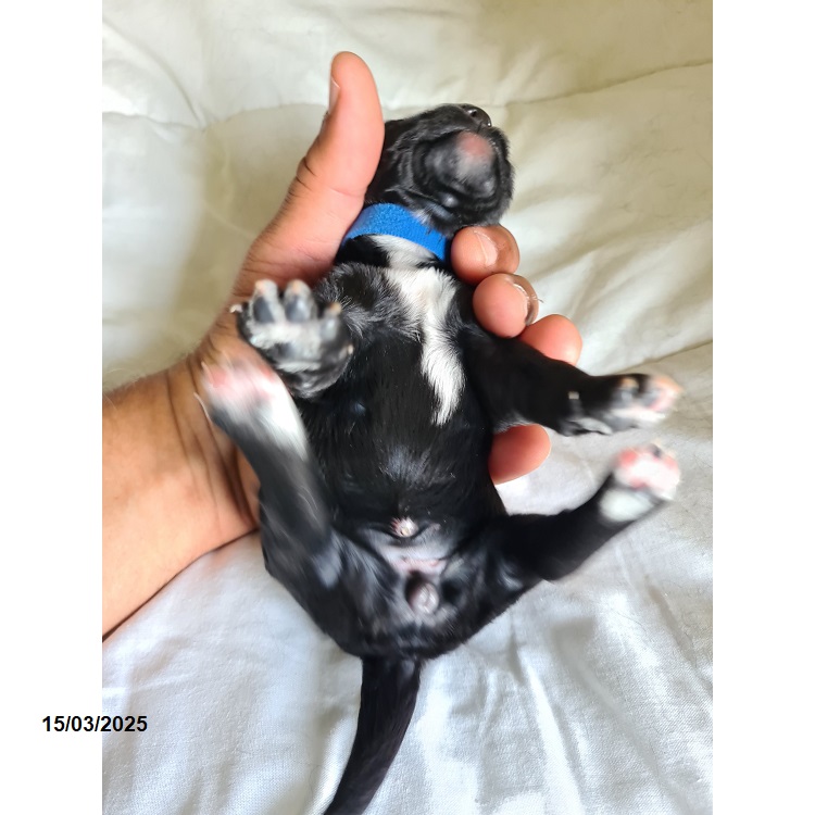 Portuguese water dog puppy