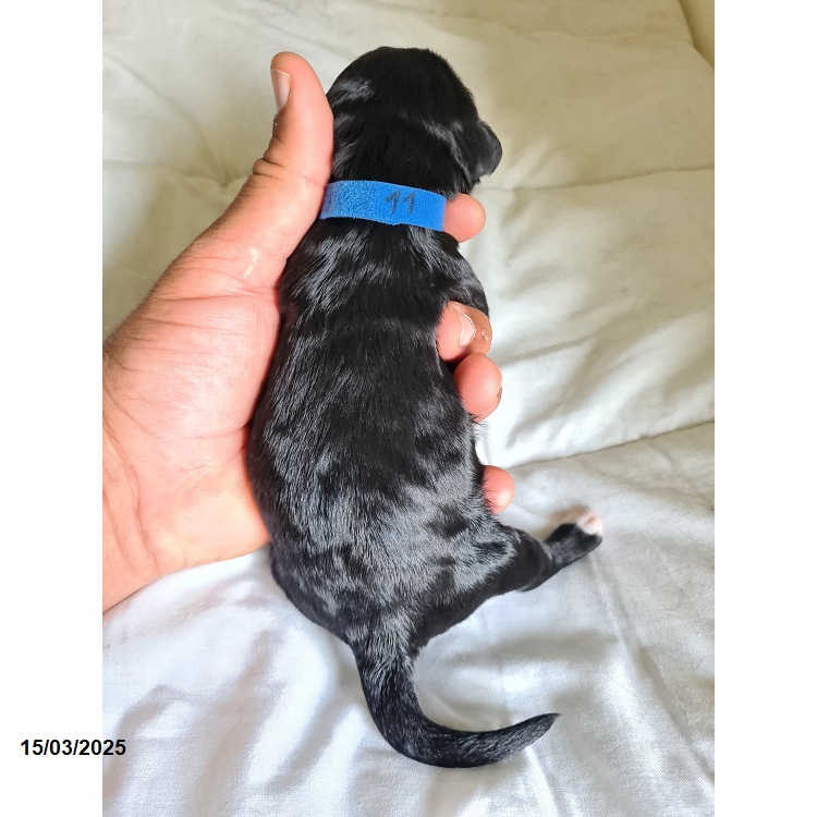 Portuguese water dog puppy