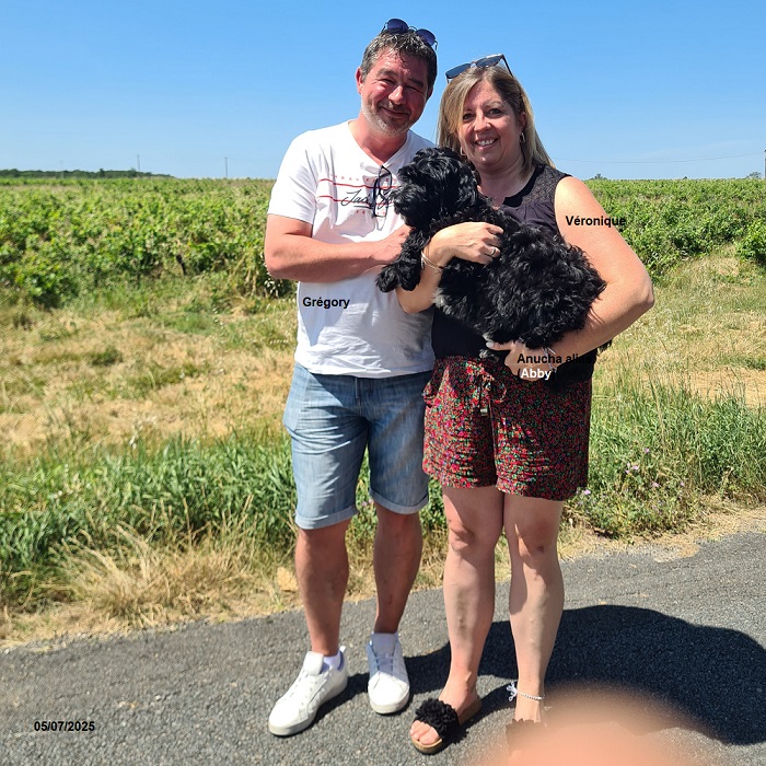 Portuguese water dog puppy